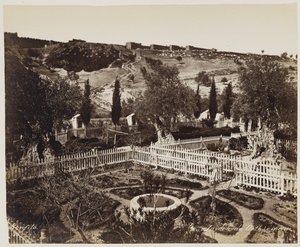 Garden of Gethsemane #303 by Félix Bonfils