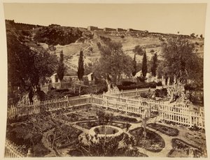 Garden of Gethsemane by Félix Bonfils