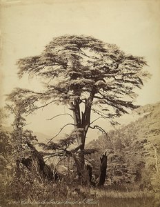 Large Cedar Tree in the Teniet el Haad Forest, Lebanon by Félix Bonfils