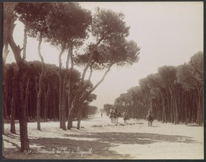 Pine Walk in Beirut