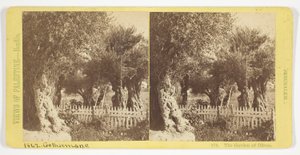 The Garden of Olives, Jerusalem, No. 576 from the series "Views of Palestine"