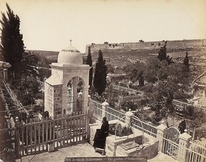 View of the garden of Gethsemane or the Olive Orchard, where Christ passed the last days of his life