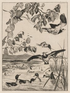 Lapwings and Teals, 1862 by Felix Bracquemond