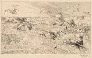 Seagulls by Felix Bracquemond