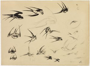 The Swallows