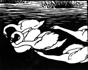 Swans, 1892