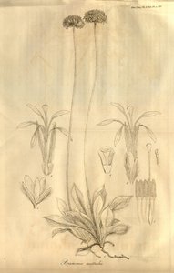 Tab. 28 from Volume X of Transactions of the Linnean Society of London by Ferdinand Bauer