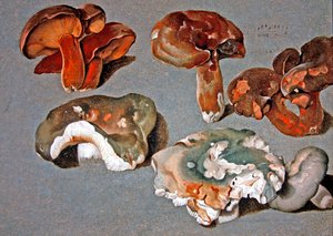 Studies of Fungi