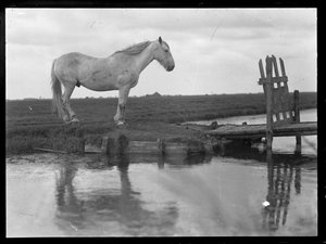Lonely Horse by Ferdinand Schmutzer