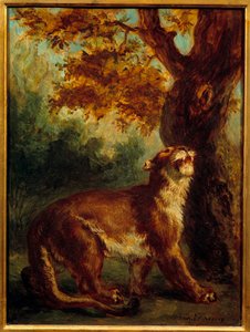 The Cougar Also Says Lioness Lookout for a Prey by Ferdinand Victor Eugene Delacroix
