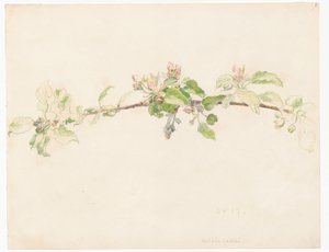 Branch of a Flowering Apple Tree by Ferdynand Ruszczyc