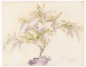 Blooming Wisteria in a Vase
