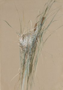 Birds Nest in Cattails