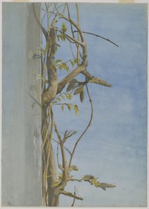 Wisteria on a Wall