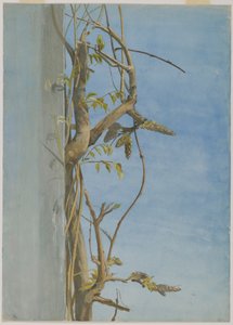 Wisteria on a Wall