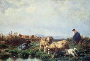 Herds