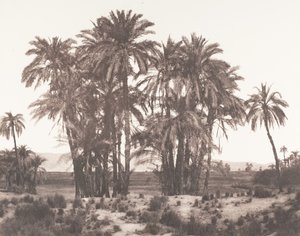Karnak, Group of Date Palms Seen from Point A, 1851-52, printed 1853-54