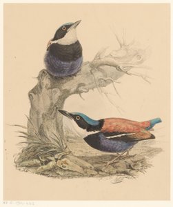 Two Birds