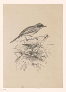 Two Small Birds on a Branch by Floris Verster