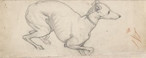 Study of a Greyhound