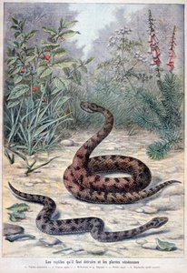 Snakes and Poisonous Plants, 1897 by Fortuné Méaulle
