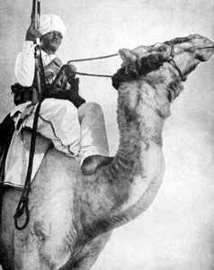 Desert Warrior of Africa