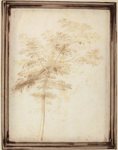 A Study of a Tree by Fra Bartolomeo