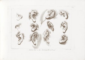 Twelve Ears (Cipriani