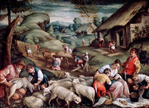 Summer. Sheep Shearing