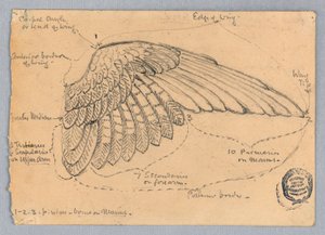 Study of a Wing