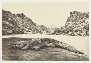 Crocodile on a Sand-Bank, 1857 by Francis Frith