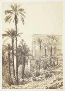 Group of Palms