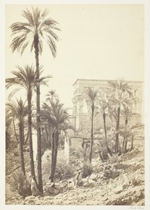 Group of Palms