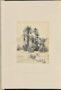 Group of Palms in the Wadi Feiran by Francis Frith