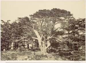 The Largest of the Cedars, Mount Lebanon by Francis Frith
