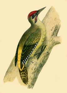 Green Woodpecker