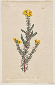 The Botanical Magazine or Flower Garden Displayed: Plate 944, Dillwynia Glaberrima. Smooth-Leaved Dillwynnia. [Dillwynia ericifolia gaberrima]