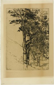 Firs (A Study)