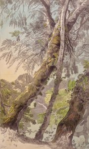 Trees Overhanging Water