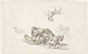 Bull Attacked by Dogs