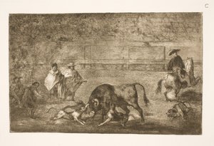 Dogs Set on the Bull