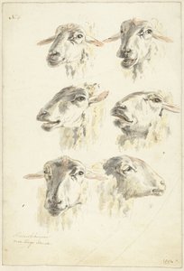 Study Sheet with Six Sheep Heads