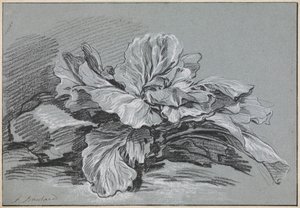 Study of a Cabbage by François Boucher