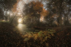 Golden Forest Path by Francois Casanova