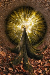 Looking Up Golden Forest