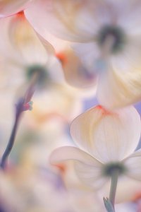 Soft Pink Dogwood Blossoms by Francois Casanova