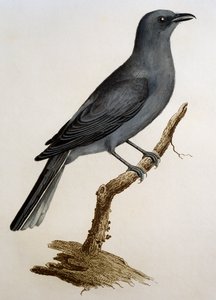 Grey Cuckooshrike (Coracina caesia) by Francois Le Vaillant