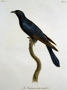 Male Black Cuckoo (Cuculus clamosus), Engraving from Histoire Naturelle des Oiseaux d