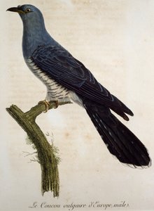 Male Eurasian cuckoo (Cuculus canorus) by Francois Le Vaillant