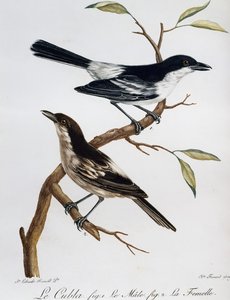 Male and Female of Black-backed Puffback (Dryoscopus cubla) by Francois Le Vaillant